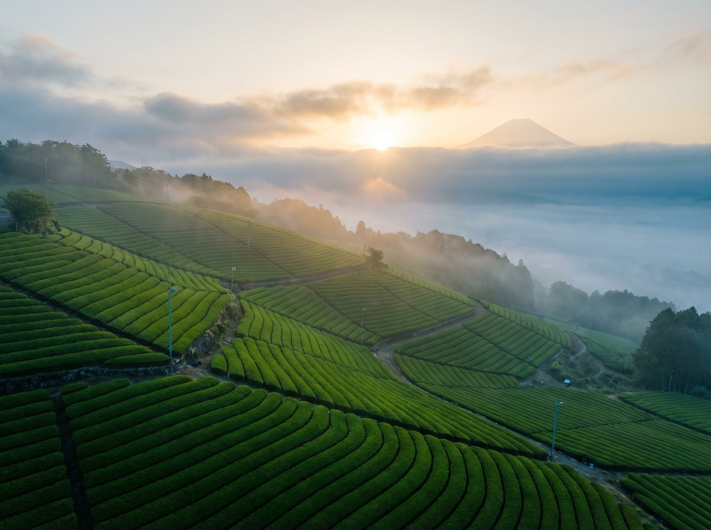 First Flush Matcha 2026: What Japan's Spring Harvest Actually